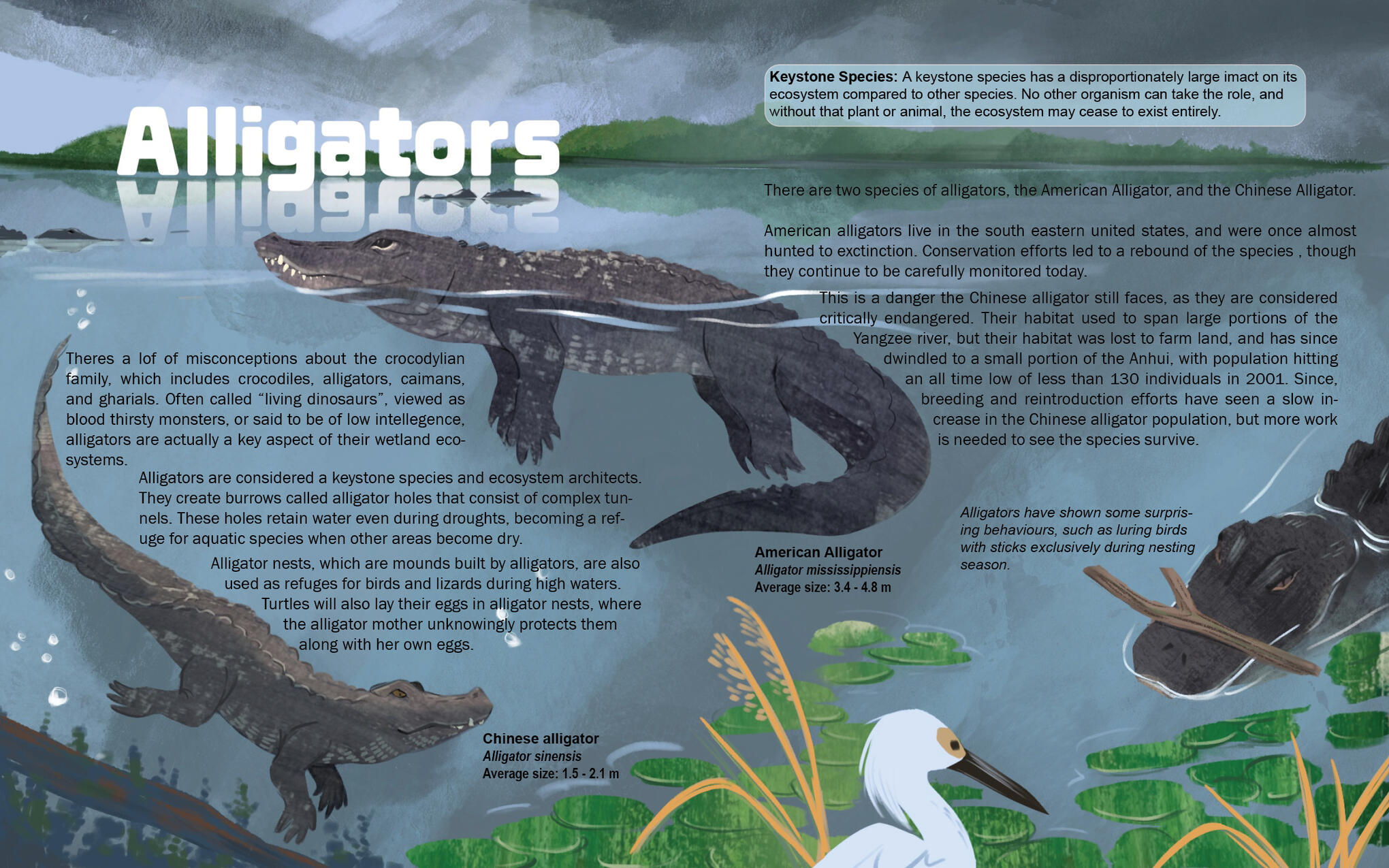 Misunderstood: Alligators - two page spread